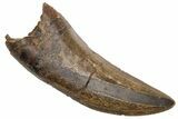 Serrated Tyrannosaur Tooth - Judith River Formation #225651-1